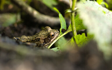 Frog in the grass. Green frog.