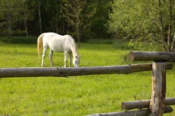 White horse in a meadow. Horse in the pasture. Green meadow.