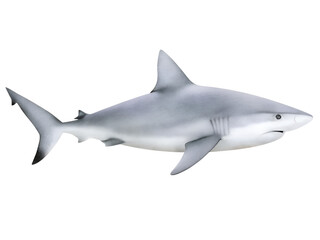 Obraz premium Watercolor illustration of a shark on transparent background.