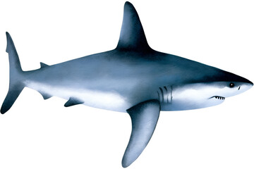 Watercolor illustration of a shark on transparent background.