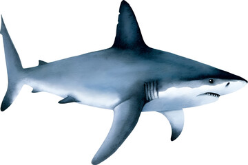 Watercolor great white shark illustration on transparent background.