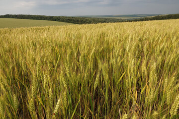 A field of wheat sways gently under a cloudy sky, promising a bountiful harvest in the countryside.