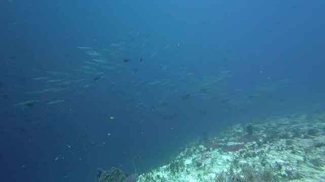 Maratua, Indonesia: Underwater footage of sharks and barracudas in the great Chanel scuba diving site in Maratua in Derawan islands in Indonesia Kalimantan province.