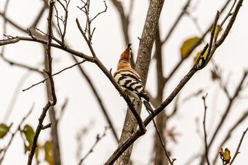 Upupa epops pertenece a la familia de Upupidae.