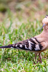 Upupa epops pertenece a la familia de Upupidae.