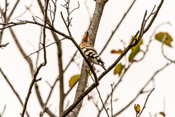 Upupa epops pertenece a la familia de Upupidae.