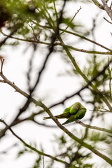 Psittacula krameri pertenece a la familia de Psittaculidae.