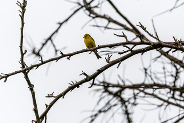 Serinus canaria pertenece a la familia de Fringillidae.