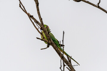 Psittacula krameri pertenece a la familia de Psittaculidae.
