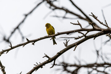 Serinus canaria pertenece a la familia de Fringillidae.