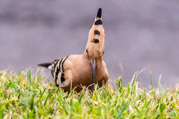 Upupa epops pertenece a la familia de Upupidae.