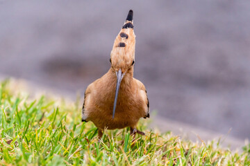 Upupa epops pertenece a la familia de Upupidae.
