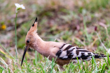 Upupa epops pertenece a la familia de Upupidae.