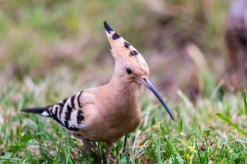 Upupa epops pertenece a la familia de Upupidae.