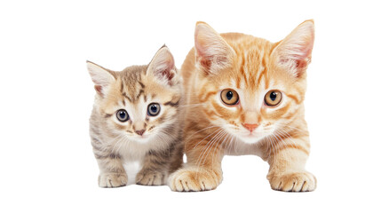 two kittens isolated on white