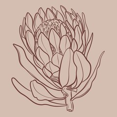 Protea flowers line art drawing background. Minimal design for card. Botanical continuous line drawing.Protea illustration