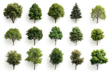 Fototapeta premium Tree Collection on White Background Forest Design Arboretum Woodland Nature on White Background. Generative Ai