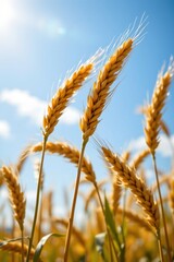 An illustration of a close up image of ears of golden wheat in a wheat meadow with a shiny light and blue sky background