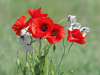 Wild red and white poppy flowers on the field