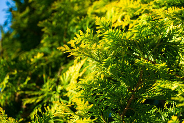 Close-up of vibrant green and yellow foliage of thuja occidentalis Aureospicata, also known as...