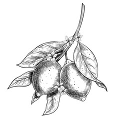 Vector illustration of ripe Lemons on a branch with detailed leaves and flowers. Classic ink style botanical drawing for organic labels or packaging. Black etching of Citrus plant for vintage design.