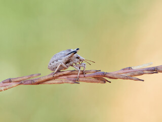 Ventocoris falcatus. It is a species of stink bug