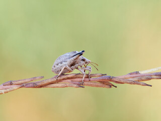Ventocoris falcatus. It is a species of stink bug