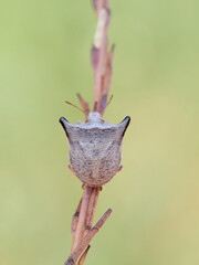 Ventocoris falcatus. It is a species of stink bug