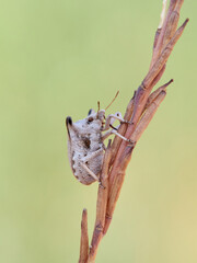 Ventocoris falcatus. It is a species of stink bug
