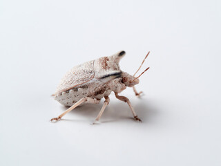 Ventocoris falcatus. It is a species of stink bug