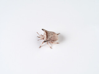 Ventocoris falcatus. It is a species of stink bug