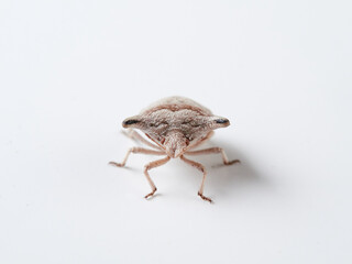 Ventocoris falcatus. It is a species of stink bug