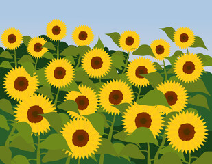 Summer field of sunflowers. Bright illustration of blooming sunflowers of different colors.