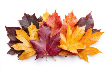 Vibrant Maple Leaves Autumn Colors Seasonal Change and Fall Foliage Beauty 80 on White Background. Generative Ai