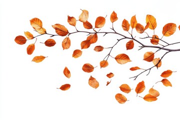 Falling Autumn Leaves Branch of Orange and Brown Leaves on White Background on White Background. Generative Ai