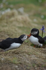 Puffin kiss (bill rubbing)