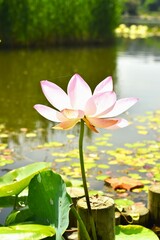 ハスの花