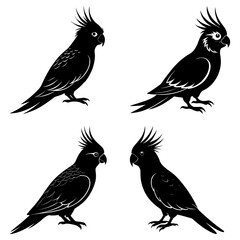 Fototapeta premium Four black cockatoo silhouettes with crests standing on a white background in different orientations