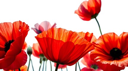 Fototapeta premium red poppies isolated on white