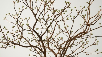 Delicate branches adorned with budding green leaves, symbolizing renewal and growth.