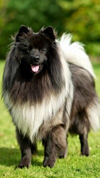 Alert keeshond dog standing on green grass in a park environment with bright lush green trees behind it on a warm sunny day.