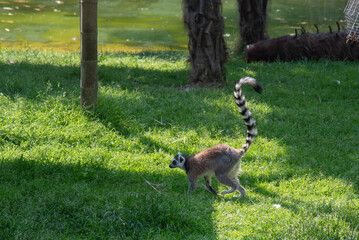 white tailed lemur