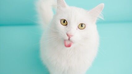White turkish angora cat sticking out tongue on turquoise background