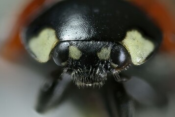 Extreme Macro Close-up of a Ladybug Head with Detailed Features, Coccinella septempunctata