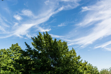 cielo