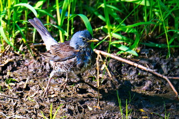Wacholderdrossel bei der Futtersuche