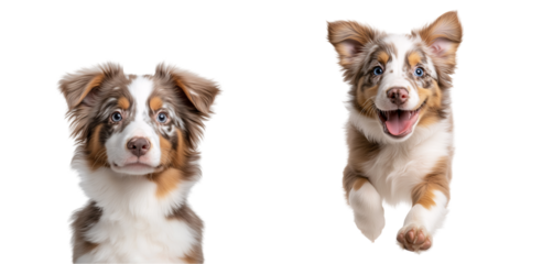 A close-up front portrait of an grey Australian Shepherd puppy with a stunning merle coat isolated on a transparent background