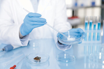 Scientist working with sample in Petri dish at table in laboratory, closeup