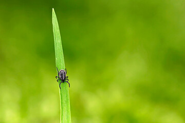 adult male castor bean tick, Ixodes ricinus, waiting on a blade of grass for its victim, a deer...