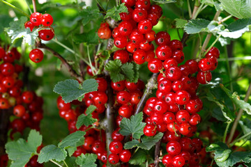 Ripe red currants hang on a bush, juicy red summer berries as a background